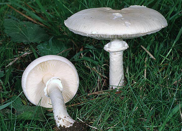 Leucoagaricus leucothites